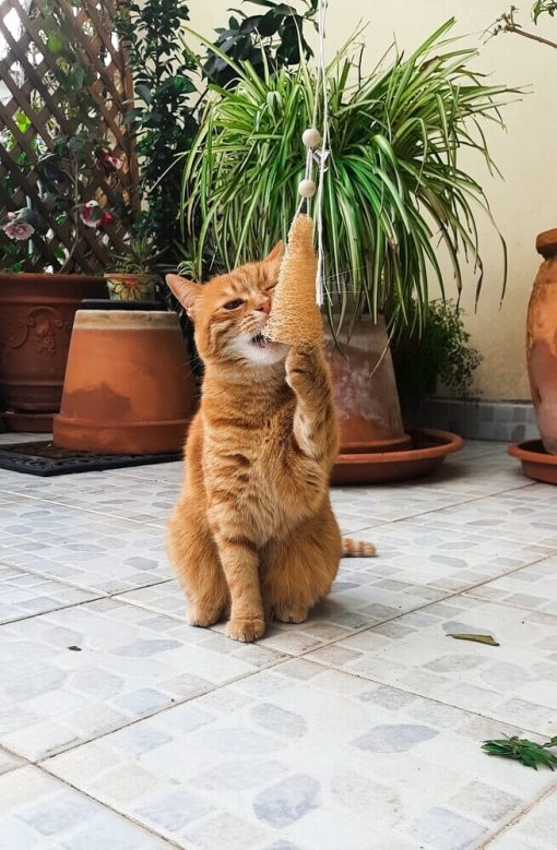 Topo in luffa per gatti - immagine 3