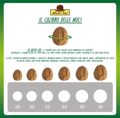 Noci in guscio di Romagna - Varietà Chandler - Calibro 34/36 - Cartone 10 kg - immagine 2