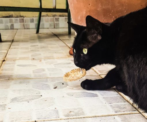 Cat wheel in luffa - immagine 3